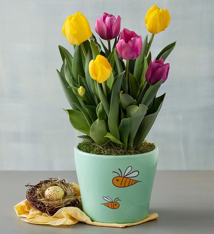 Yellow and Pink Tulip Gift
